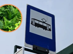 Łódź zadba o zielone przystanki. Ruszają prace pielęgnacyjne w całym mieście