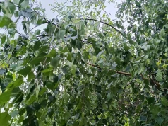 Z posesji wycięto i skradziono brzozy. Złodziej miał je zanieść do kościoła na ozdobę ołtarza