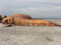 Humbak Timmy był samicą. Zrobili sekcję, ona nie miała szans od początku