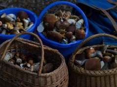 Nie zdradza tajnych miejscówek, ale pomaga znaleźć grzyby. Nowa aplikacja ruszyła