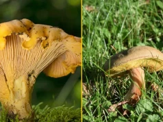 Sezon grzybowy ruszył! Pierwsze kurki i podgrzybki zajączki - wiemy, gdzie ich szukać