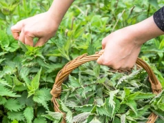 Traktujemy ją jak chwast, a to naturalna tarcza odporności. Wraca do łask