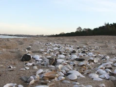Gdzie zbierać muszle nad Bałtykiem? Polskie plaże pełne skarbów
