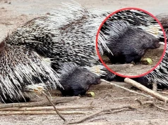 Powiększyła się grupa jeżozwierzy w zoo w Lisowie