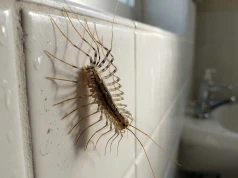 Wiją się po łazience i piwnicy. Do 7 cm długości i dziesiątki nóg. Ukąszenie boli jak po osie