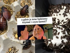 Australia: władze dokonały zajęcia 100 000 karaczanów