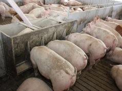 Świnie jedzą paszę, a zysk znika. Ten błąd kosztuje tysiące złotych