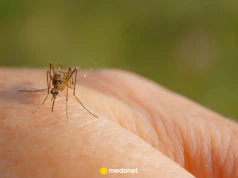 Dlaczego komary latają zazwyczaj koło głowy i uszu? "To nie złośliwość, to biologia"