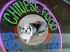 W Chinach porwano psa rasy Border Collie, który był Internetową gwiazdą. Został sprzedany i zjedzony