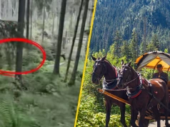 Pokazali, co niedźwiedź robił tuż przy szlaku w Tatrach. "Natura w czystej postaci"