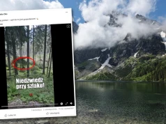 Niedźwiedź poluje tuż przy szlaku do Morskiego Oka. Fiakrzy ostrzegają turystów
