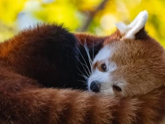Pierwsza taka sytuacja między Chinami z Tajwanem od lat. Powodem pandki
