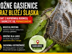 Groźne gąsienice coraz bliżej Śląska. Kontakt z kuprówką rudnicą może skończyć się poparzeniem!