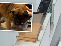 Pies bity i przetrzymywany na balkonie w Opolu. Doda apeluje o adopcję
