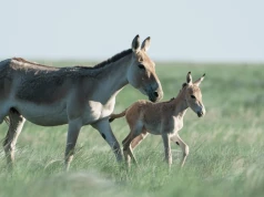 Polskie zoo przekazało radosną wieść z Azji. Narodziło się bezcenne zwierzę