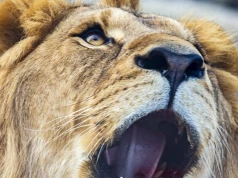 Lwy, żarłacze, nawet lisy. To będzie zoo, jakiego dotąd nie widzieliśmy