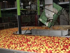 ARiMR otwiera nabór. Na producentów owoców i warzyw czekają pieniądze