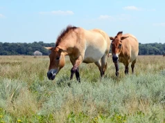 Przodek koni wymarł w naturze. Wraca, pojawił się w kolejnym kraju