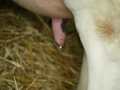 Krowa po zasuszeniu nadal daje mleko. Czy jest się czego bać?
