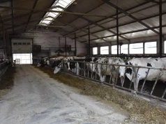 Miał 70 krów. Zostawił 50 i zaczął produkować więcej mleka