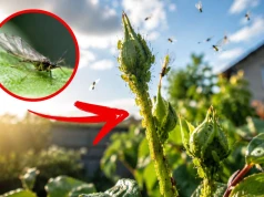 Masz TO w ogrodzie? Pozbądź się tego, zanim mszyce zniszczą wszystko