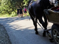 Wypadek podczas pielgrzymki. Koń ciągnął księdza uwięzionego pod bryczką