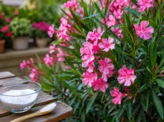 Zbudź uśpiony oleander. Rozpuść to wodzie, a oszaleje z kwitnienia