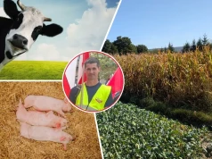 12 krów, 18 macior i 50 ha gospodarstwa. Rolnik doliczył do tego 8 kontroli w rok