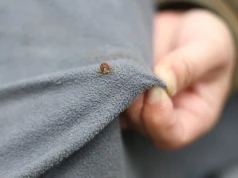 Kleszcze mają słaby punkt. Badacze pokazali zaskakująco skuteczną metodę