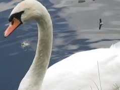 Łabędź uwięziony przez żyłkę wędkarską na rzece Bóbr w Jeleniej Górze