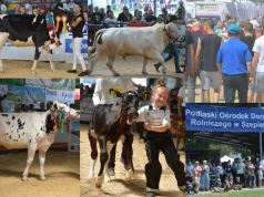 Ponad 1200 poletek i duża wystawa zwierząt. Szepietowo szykuje Krajowe Dni Pola