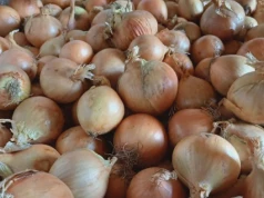 Kujawy liderem produkcji cebuli. Nadzór fitosanitarny otwiera rynki