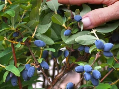 14 plantacji otwiera bramy. Można jeść do woli i zabrać owoce do domu