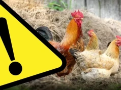 Komunikat Powiatowego Lekarza Weterynarii w Ząbkowicach Śląskich
