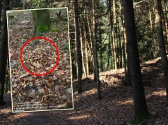 Poszedł na grzyby, od razu chwycił za telefon. "Nie zdążyłem wejść do lasu"