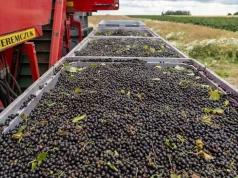 Porzeczki będzie mniej. Przymrozki i susza odbiją się na zbiorach