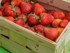 Koniec tanich truskawek? Oto ile mogą kosztować za chwilę
