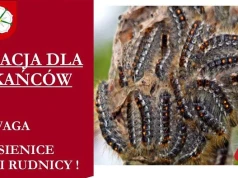 Ostrzegają przed niebezpiecznymi gąsienicami