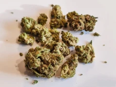 Kush Mints – hybrydowa odmiana o mocy 28% od Canopy Growth