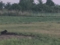 Jeden dziki pies odłowiony, wkrótce kolejne próby (Wracamy do tematu)
