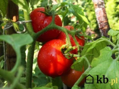Prosty trik, który naturalnie zwiększy plony pomidorów. Tylko doświadczeni ogrodnicy go znają