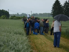 14,2 t pszenicy z hektara. Te odmiany przyciągały uwagę rolników