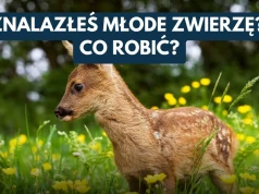 Nie pomagajmy na siłę. Wiosną i latem młode dzikie zwierzęta często nie potrzebują ratunku