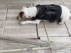 Terrier zablokował przemyt ponad tony czystej heroiny do Rzeszowa! Jej wartość to nawet 220 mln zł