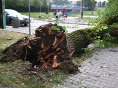 Drzewo runęło na przechodniów. Miasto się tłumaczy