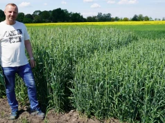 Która odmiana da największy plon? Tutaj rolnik porówna je wszystkie naraz