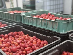 Ceny truskawek 2026: Plantatorzy ujawniają stawki na skupach. Nawet 6,30 zł za kilogram