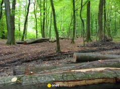 Deweloper bez zgody wyciął dęby w Nowym Dworze Mazowieckim. "Poprzewracane w biały dzień"
