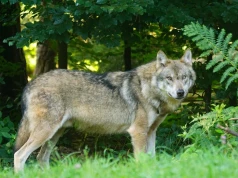 Wilki coraz bliżej ludzi. Groźny incydent pod domem w Jabłonce