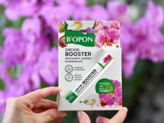 Storczyk nie kwitnie? Posmaruj tym pęd, a pojawi się kaskada kwiatów. Poznaj Bopon Orchid Booster